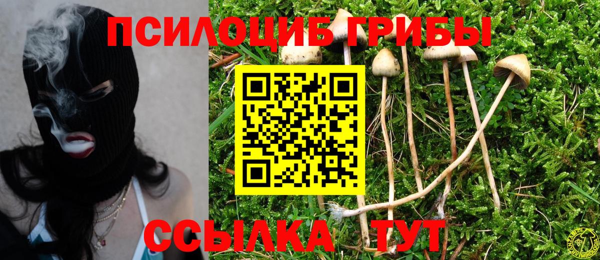 Псилоцибиновые грибы Psilocybe  Вход с VPN  Усть-Илимск 